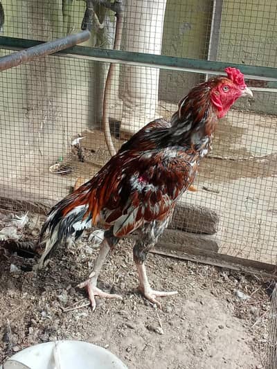 Urgent Sell Healthy Home-Bred Aseel Cock