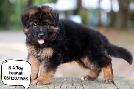 German Shepherd female Puppy