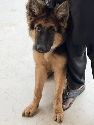 German shepherd