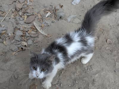 cat is very peaceful