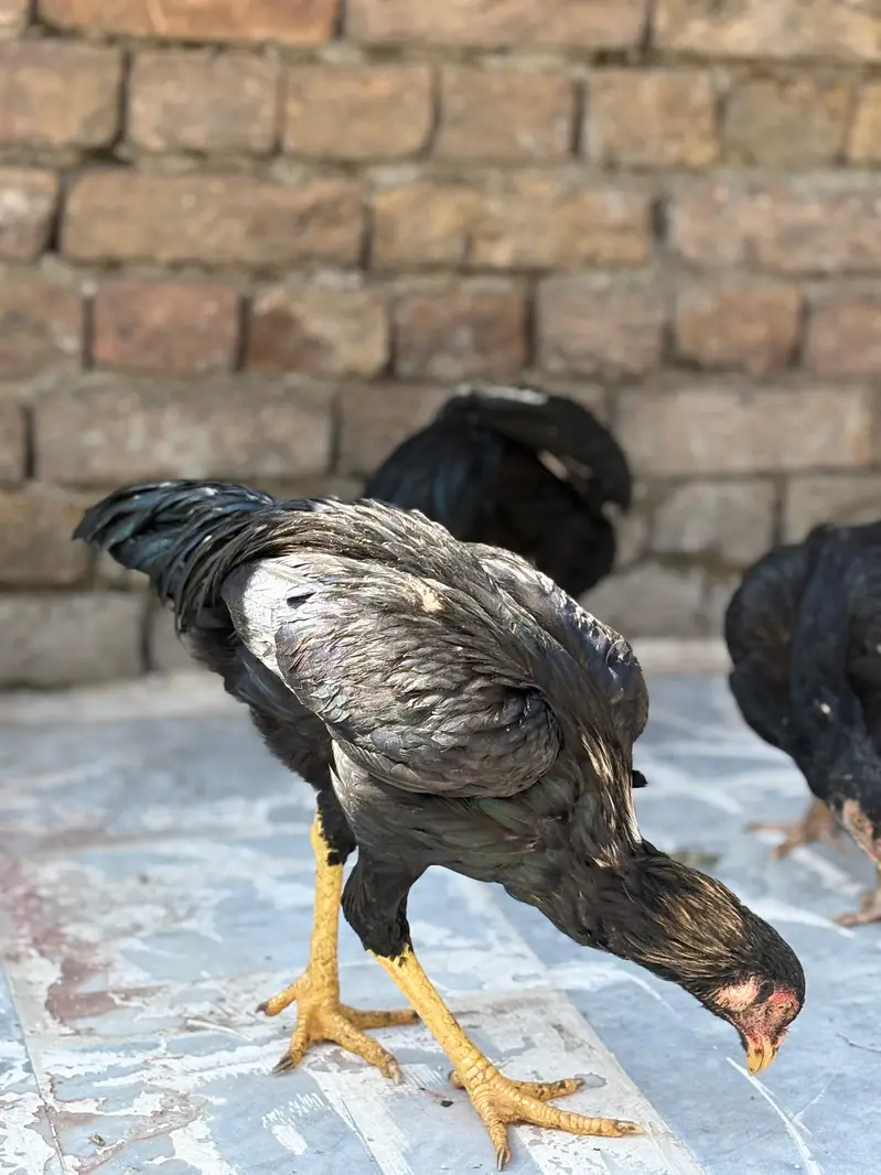 Aseel murga for sale per piece 5000 — photo 2