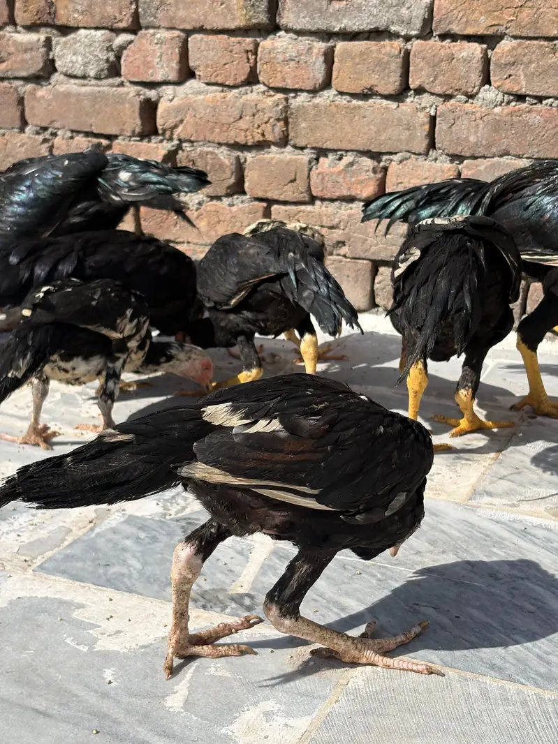 Aseel murga for sale per piece 5000 — photo 3