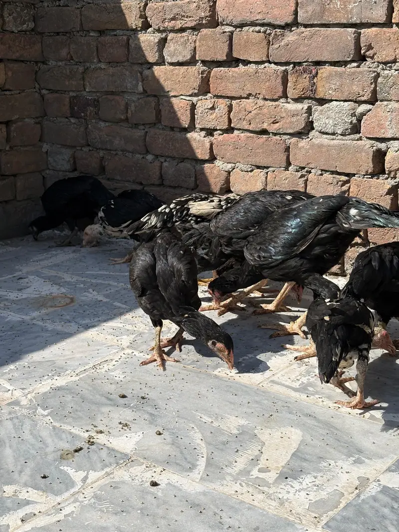 Aseel murga for sale per piece 5000 — photo 4