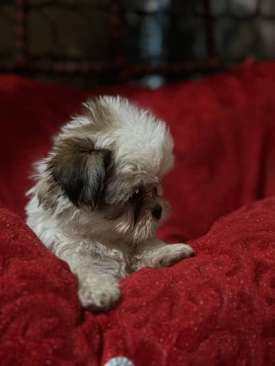 shihtzu dogs | shih tzu puppies | shihtzu for sale
