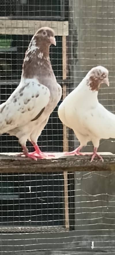 breedar Bird