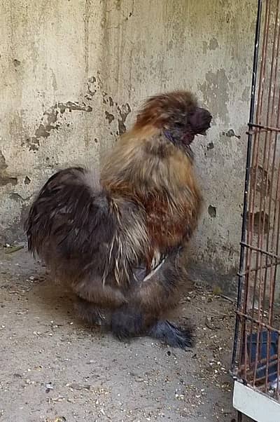 Fancy Silkie Pair