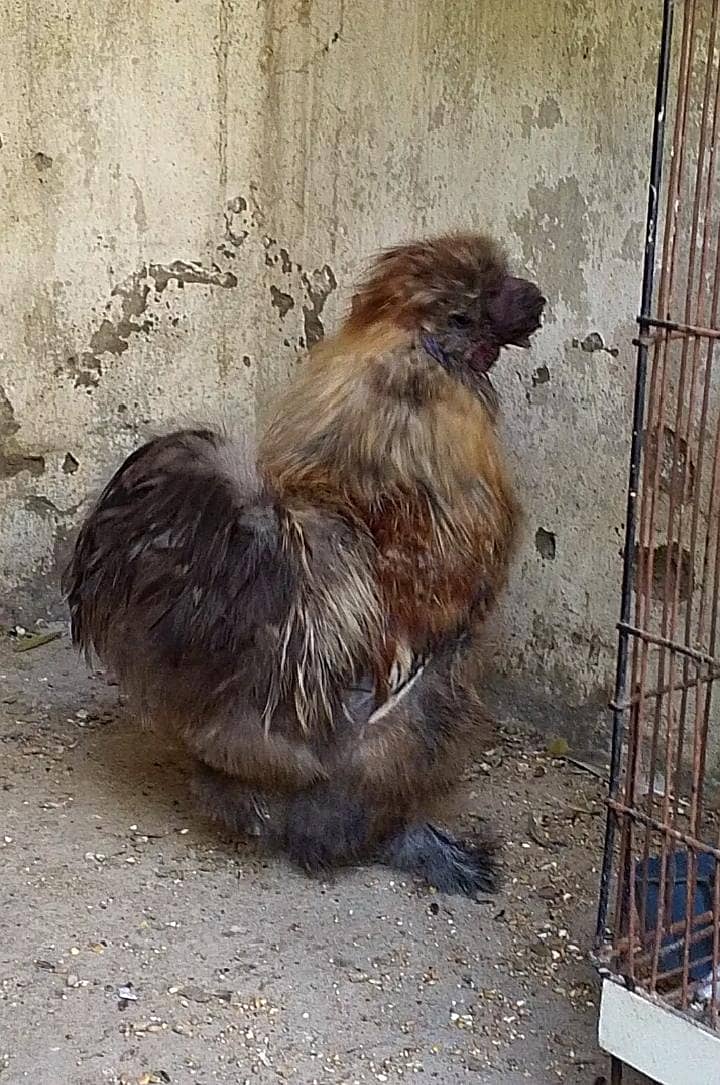 Fancy Silkie Pair 0