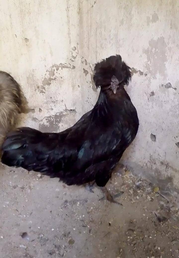 Fancy Silkie Pair 1