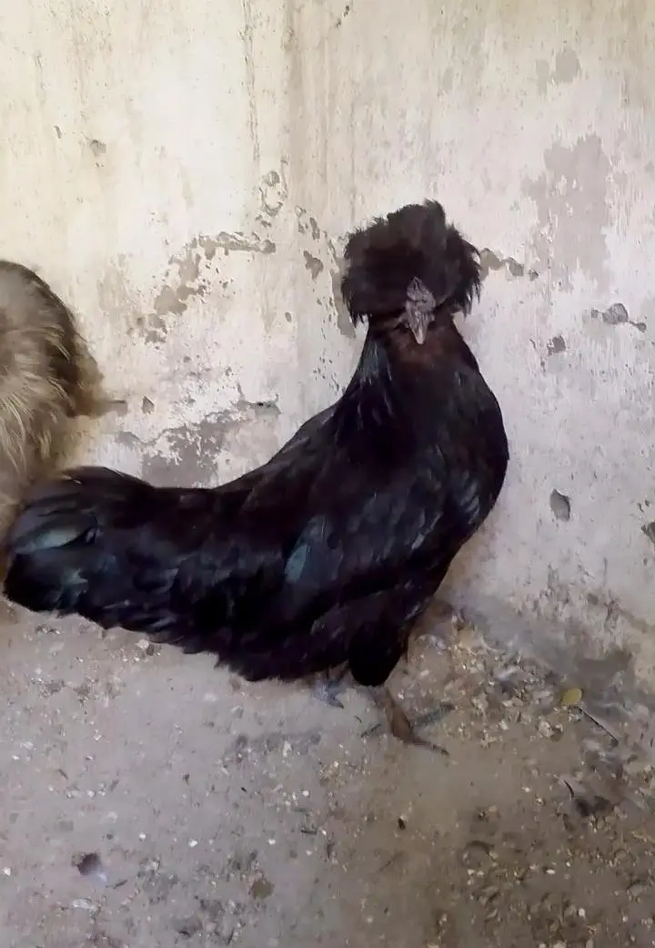 Fancy Silkie Pair — photo 2