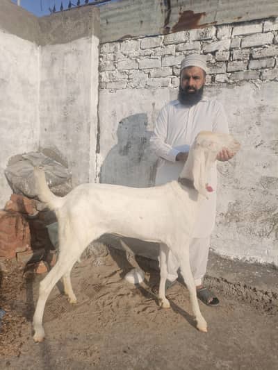Rajanpuri bakri