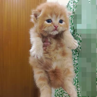 Persian kittens | Cat Doll face | Punch face | Cat for sale