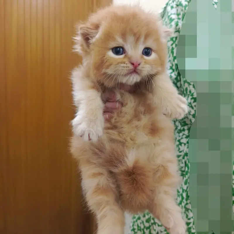 Persian kittens | Cat Doll face | Punch face | Cat for sale