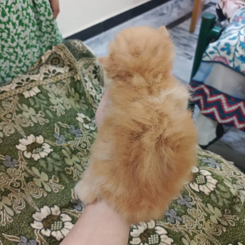 Persian kittens | Cat Doll face | Punch face | Cat for sale — photo 2