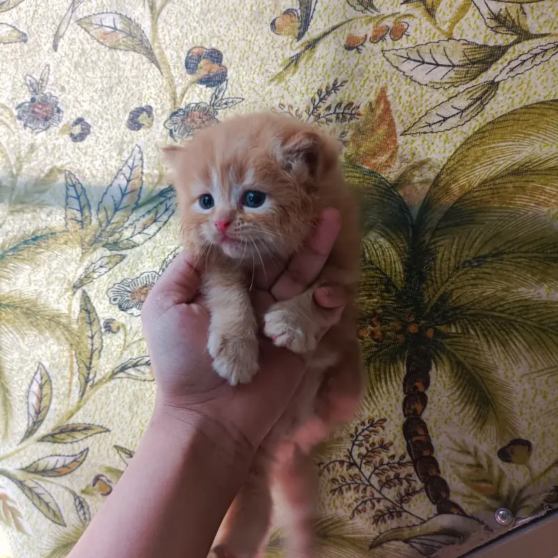 Persian kittens | Cat Doll face | Punch face | Cat for sale — photo 3