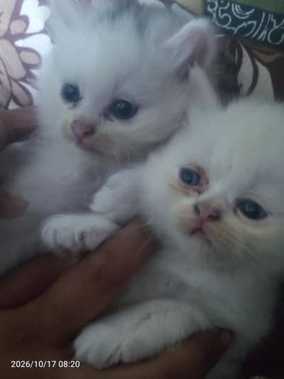 healthy and actev 2 female cat baby parshan