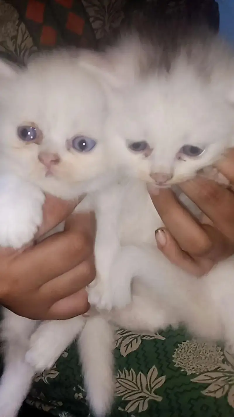 healthy and actev 2 female cat baby parshan — photo 2