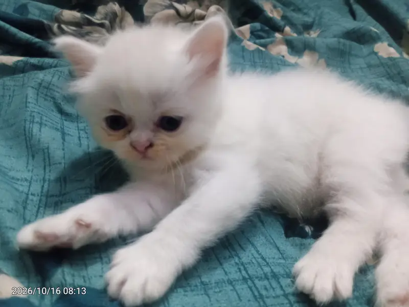healthy and actev 2 female cat baby parshan — photo 3