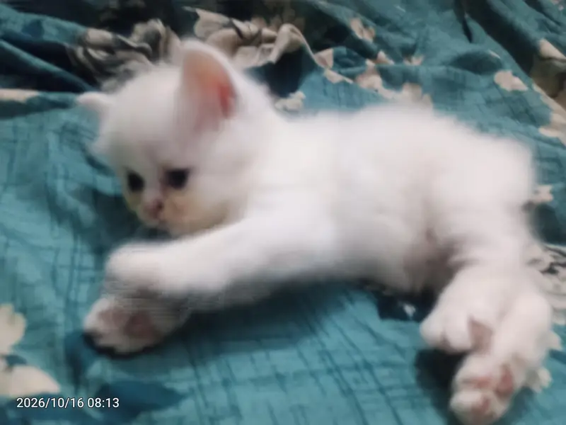 healthy and actev 2 female cat baby parshan — photo 4