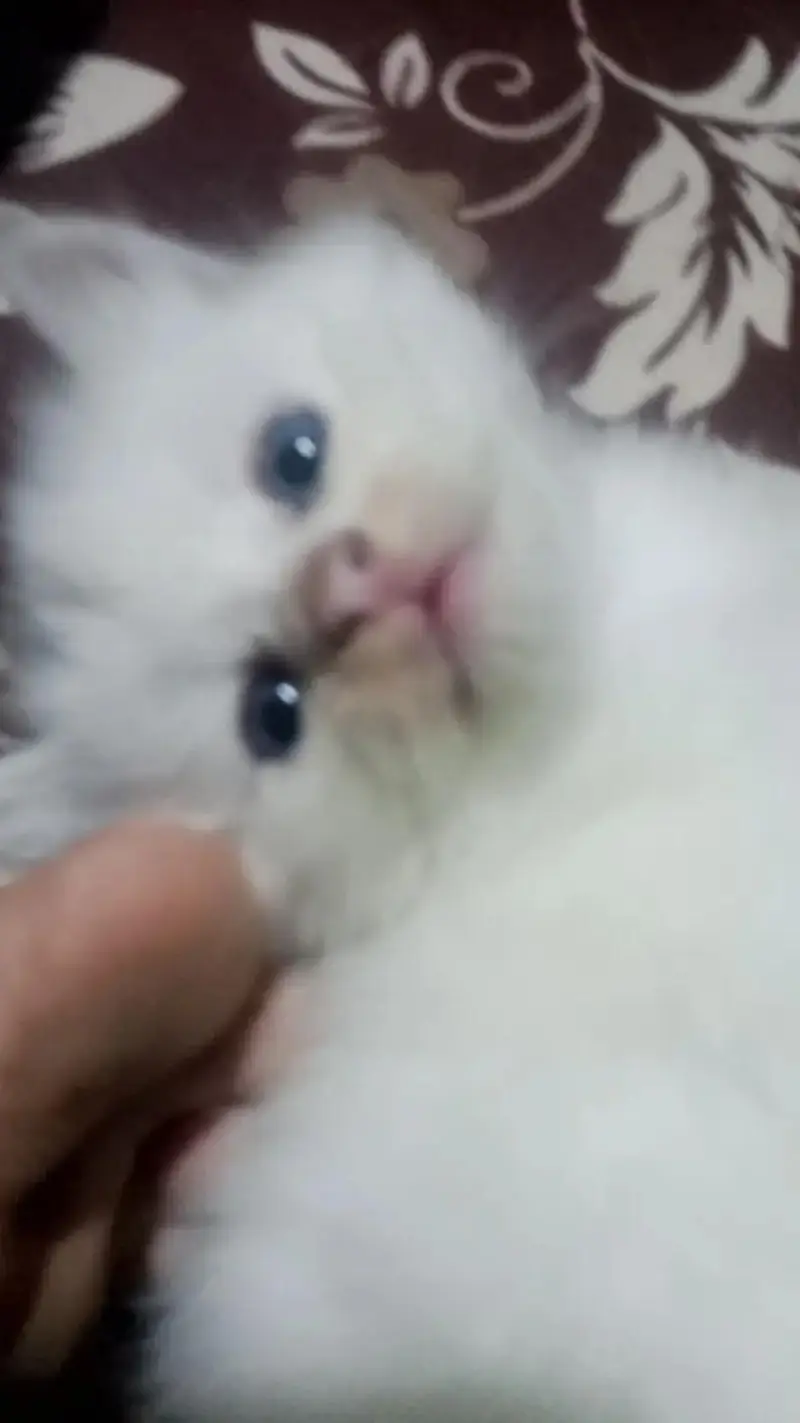 healthy and actev 2 female cat baby parshan — photo 5