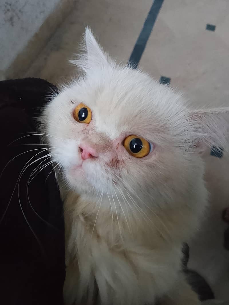 urgent 0