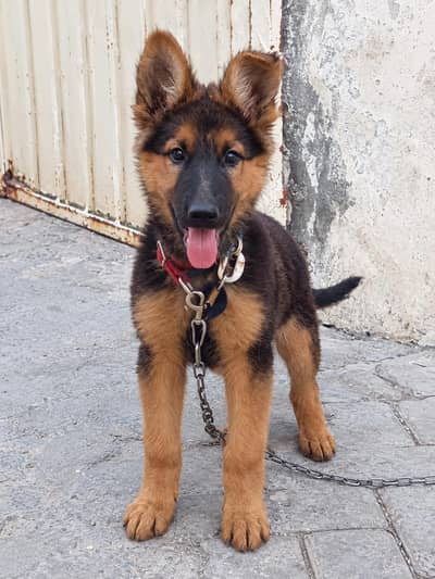 German Shepherd / Belgian Shepherd Cross Puppy for Sale – 2 Months Old