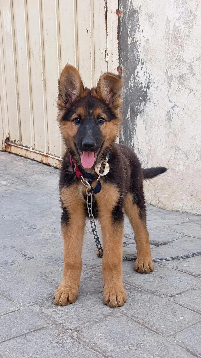 German Shepherd / Belgian Shepherd Cross Puppy for Sale – 2 Months Old — photo 2