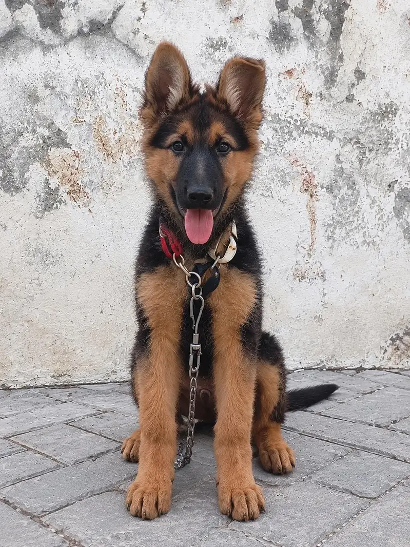 German Shepherd / Belgian Shepherd Cross Puppy for Sale – 2 Months Old — photo 3