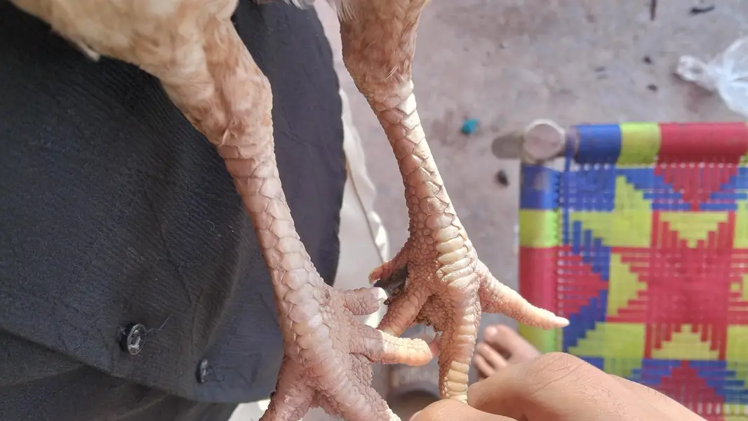 aseel amrohaa — photo 2