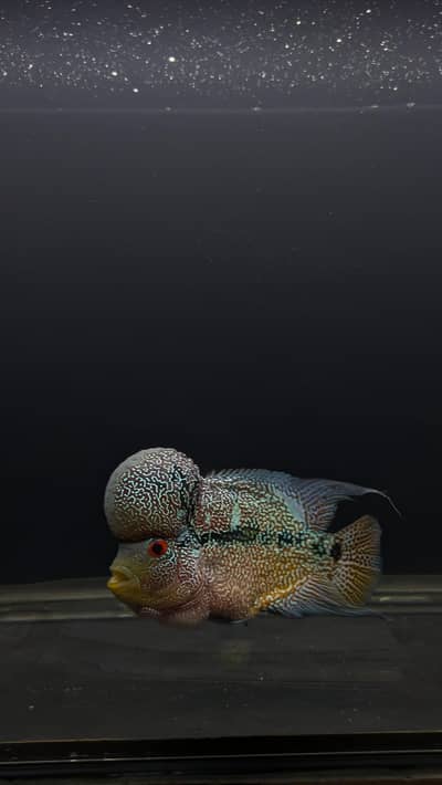 Flowerhorn 7 inches full active and large hump