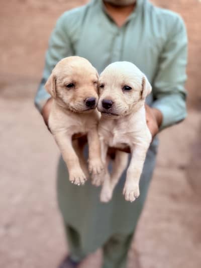 Labrador puppies Avalaible  for Sale - Healthy and Active