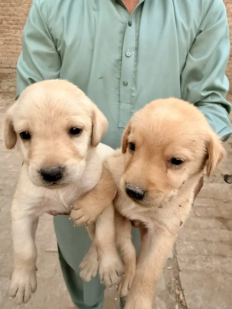 Labrador puppies Avalaible  for Sale - Healthy and Active — photo 2