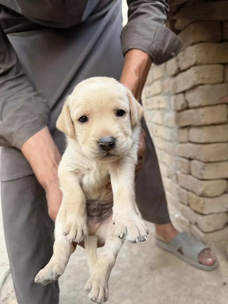 Labrador puppies Avalaible  for Sale - Healthy and Active — photo 3