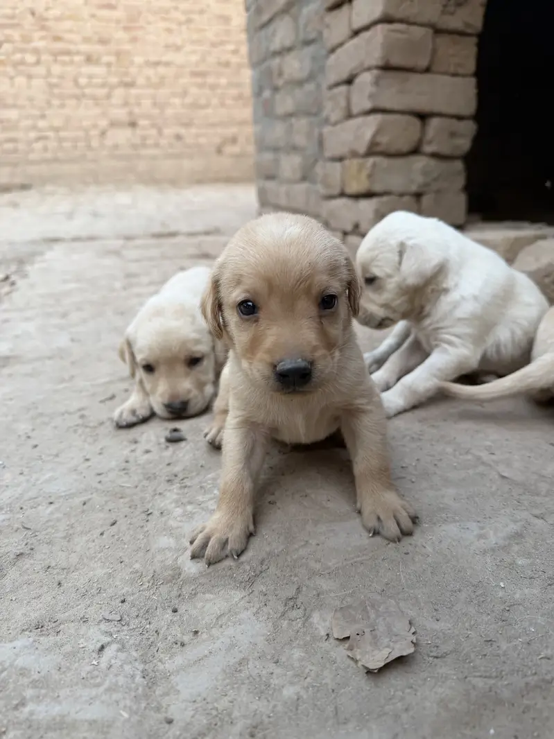 Labrador puppies Avalaible  for Sale - Healthy and Active — photo 4