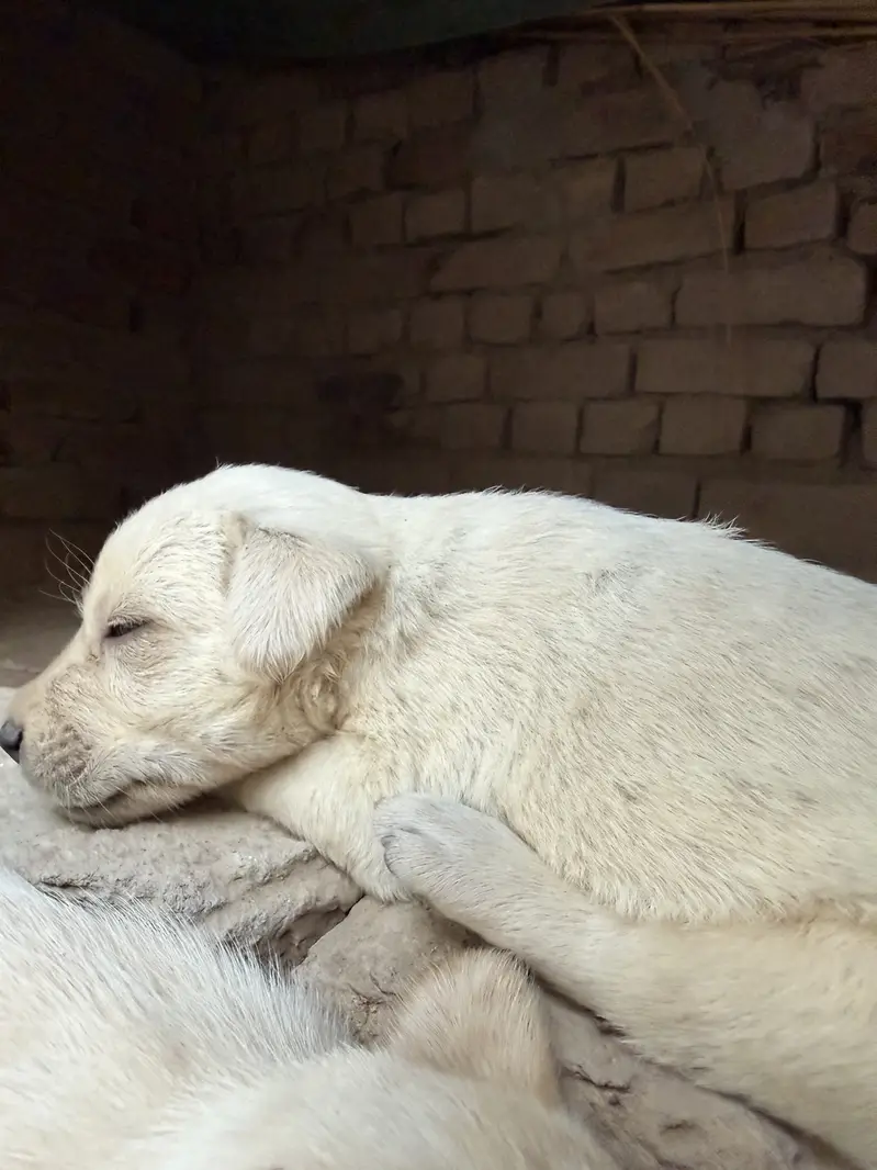 Labrador puppies Avalaible  for Sale - Healthy and Active — photo 5
