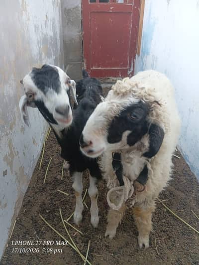 aik dumba hai aur aik Bakra urgent selling
