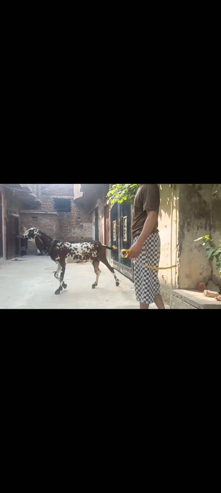goats 1