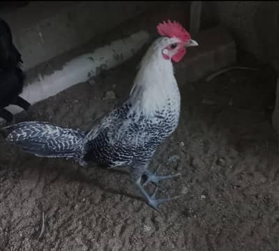 misri fayomi male