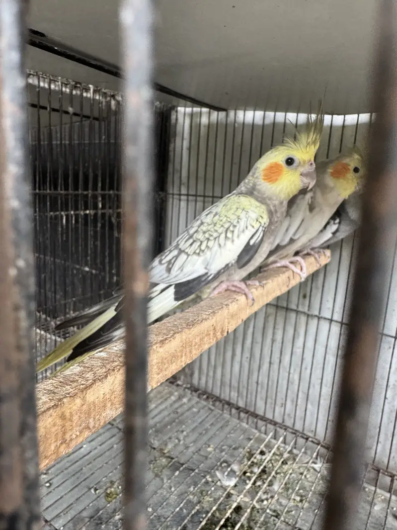 Home grown healthy parrots — photo 2
