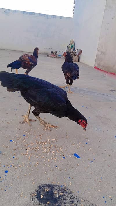 beader pair  03136967126
