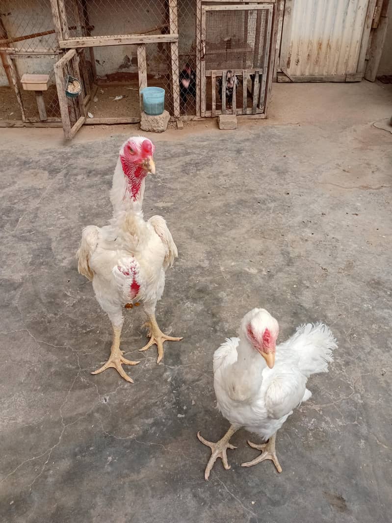 O shamoo pair 5