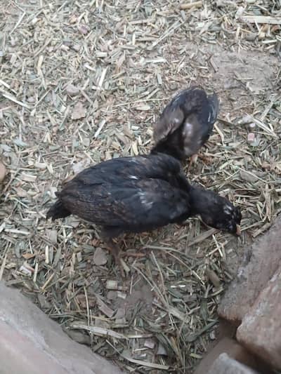 Aseel  Choza Pair for Sale – Healthy & Active