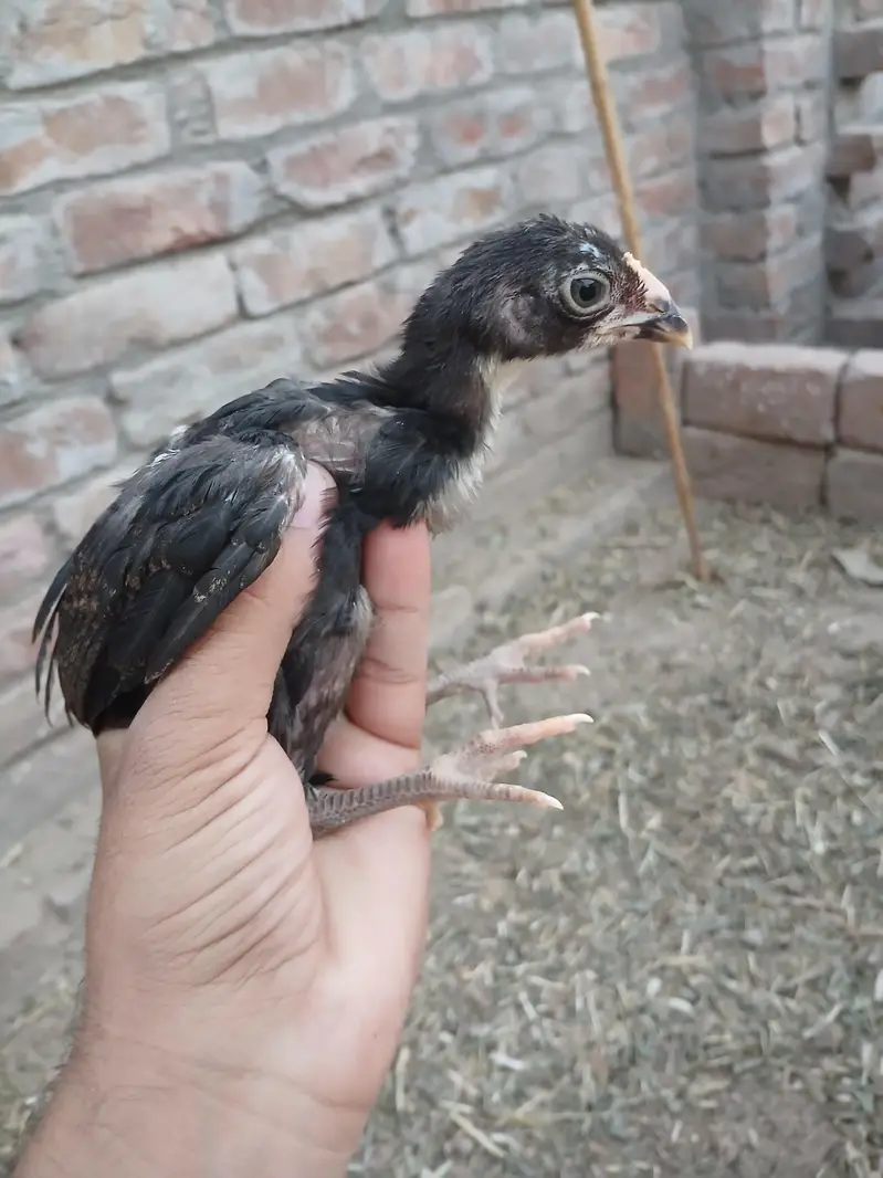 Aseel  Choza Pair for Sale – Healthy & Active — photo 2