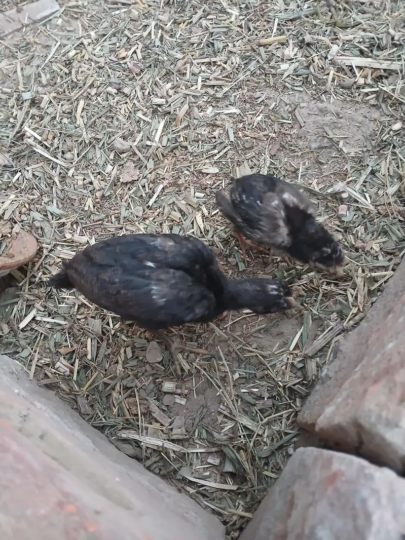 Aseel  Choza Pair for Sale – Healthy & Active — photo 4