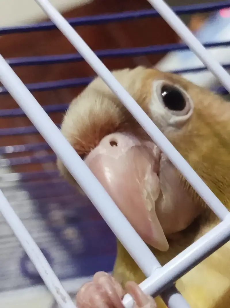 Pineapple Conure hand tamed — photo 2