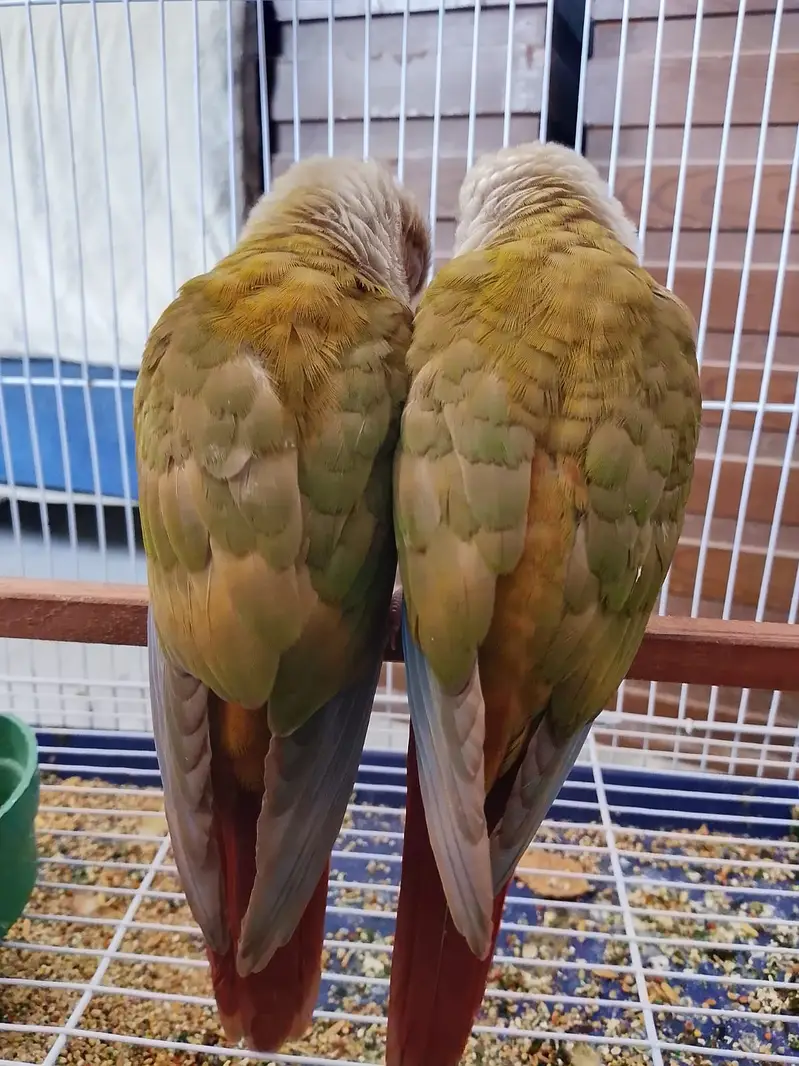 Pineapple Conure hand tamed — photo 3