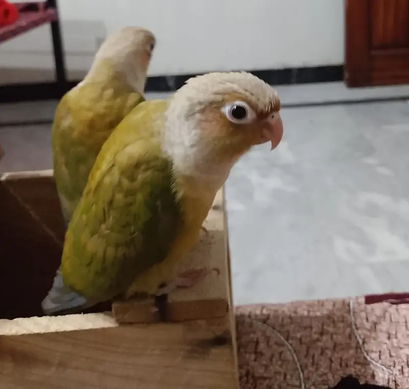 Pineapple Conure hand tamed — photo 4
