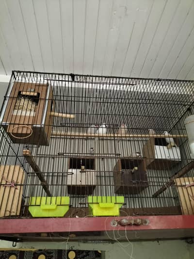 java ( white java, Fawn java Grey java )