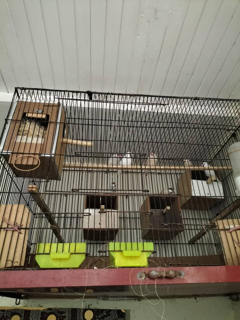 java ( white java, Fawn java Grey java ) 0