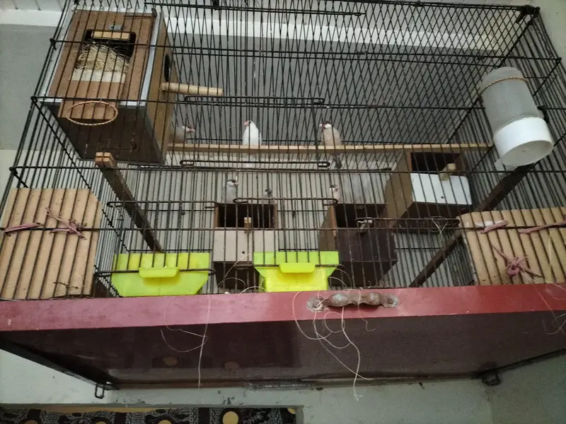 java ( white java, Fawn java Grey java ) — photo 3