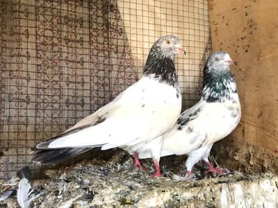 High flyer pigeon